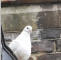 Image of a dove at St Barnabas